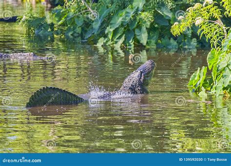 Faraday Waves Over a Male Alligator`s Back Stock Photo - Image of ...