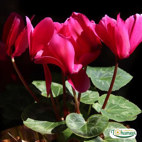 Siklamen ÇİÇeĞİ Saksida Cyclamen