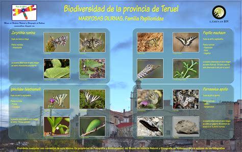 L Minas Bv Biodiversidad Virtual