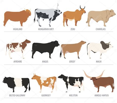 Ganadería Vaca Toros Engendran Iconos Diseño Plano Vector Gráfico