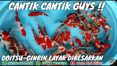 ASLI CANTIK GUYS IKAN KOI BLITAR LAYAK DIBESARKAN HARGANYA SERBA