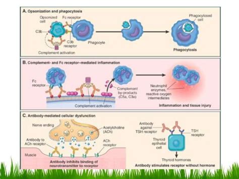 Immunopathology Ppt