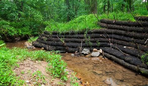 The Best Plants For Streambank Stabilization Gardening Slash