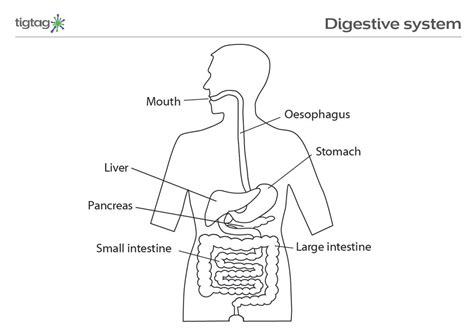 Simple Diagram Of The Digestive System Draw It Neat How To