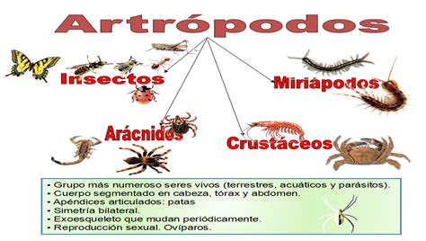 Artrópodos Con Ciencia