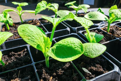 From Garden To Table Spaghetti Squash Growing Stages