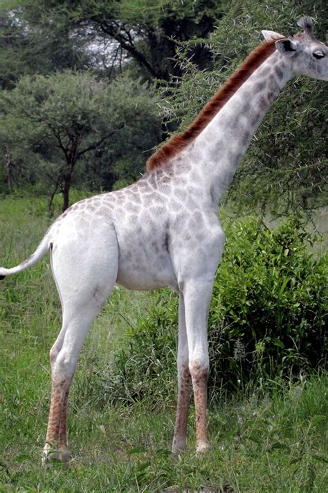 White Giraffe