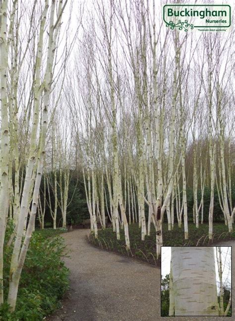 Birch, Himalayan, Betula utilis jacquemontii Doorenbos (Trees) > Trees > Buckingham Nurseries Ltd