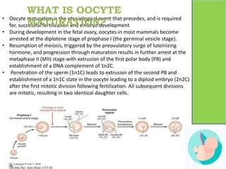 Ivm In Vitro Oocyte Maturation Pptx