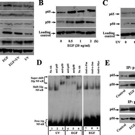 Egf And Uv Stress Induced Nuclear Translocation And Subtype Specific