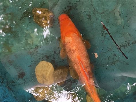 Whats Wrong With My Koi Is It A Fungal Infection Can I Help It Is