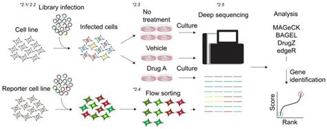 Crispr Pca