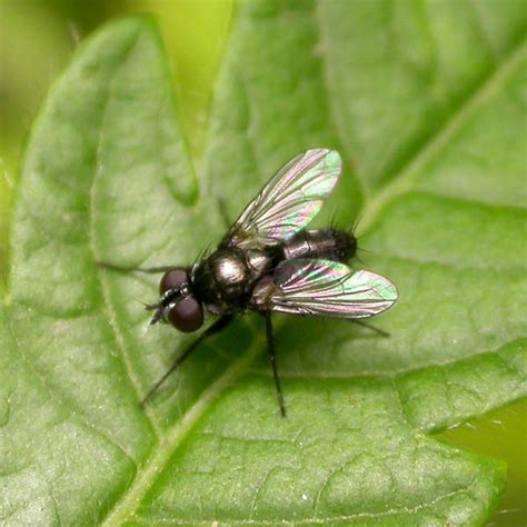 Pouting Woodlouse Fly From Hungary On July At Am By G Bor