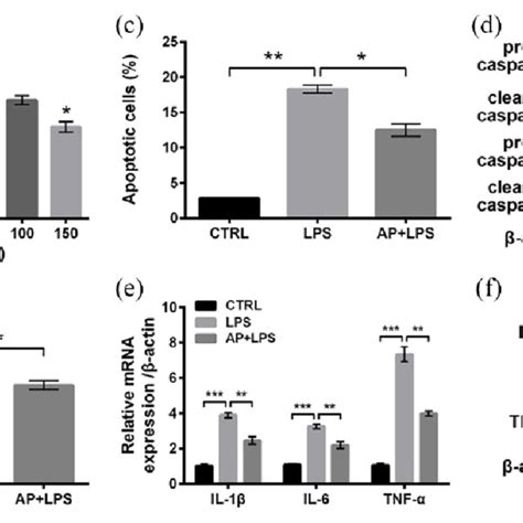 Lps Induced Inflammatory Injury Of Hacat Cells A Hacat Cells Were