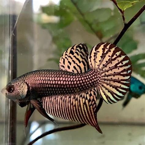 Stunning Cooper Wild Alien Betta Fish Import From Thailand | Betta fish ...