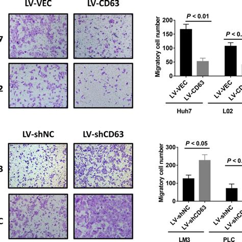 Inhibition Of HCC Cell Migration By CD63 In Vitro A And B Transwell