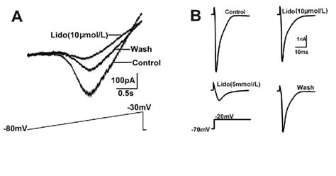 Different Effects Of Lidocaine On I NaP And Transient Na Current I