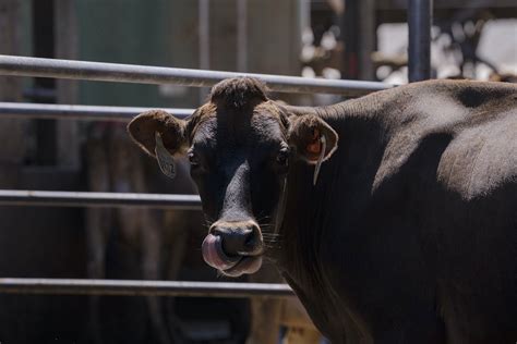 Estudio Revela Que El C Amo Droga A Las Vacas Los Humanos Podemos