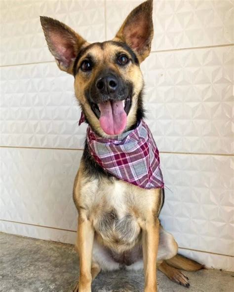 Feira De Ado O De Animais Acontece Neste Domingo No S O Bernardo Plaza