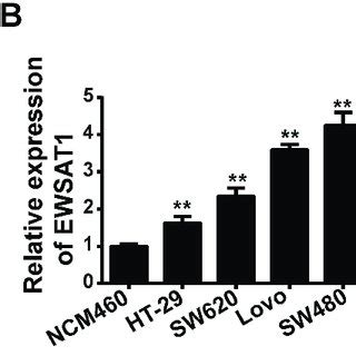 EWSAT1 Was Overexpressed In CRC Tissue Samples And Cell Lines A