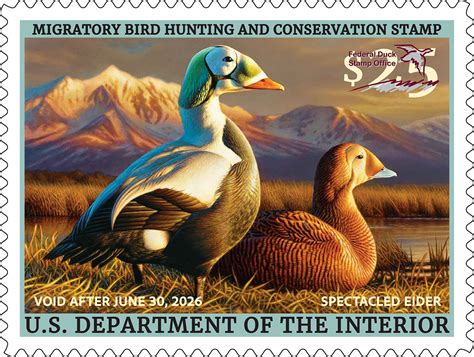 Duck Stamp 2025-2026 | FWS.gov