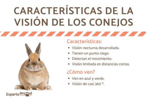 Cómo VEN los CONEJOS Visión características y curiosidades