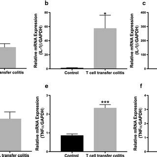 Mrna Expression Of Pro Inflammatory Cytokines Il And Tnf In Mice