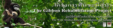 Gibbon Header Image The Gibbon Rehabilitation Project