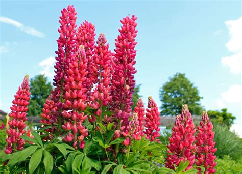 How To Grow Lupin Growing Lupine Flowers Lupin Plant Care Naturebring