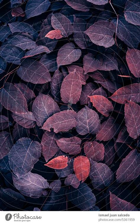 Red Japanese Knotweed Plant Leaves In Autumn Season Red Background A