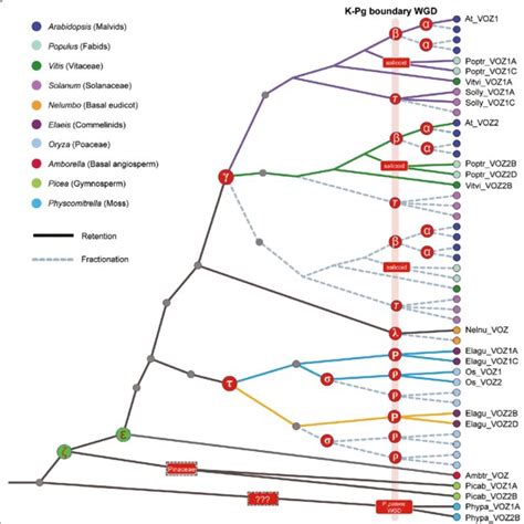 A Phylogenetic Trees For Arabidopsis Thaliana And Glycine Max B