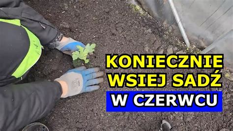 Czerwiec to OSTATECZNY termin na siewy tych Warzyw Co siać sadzić w