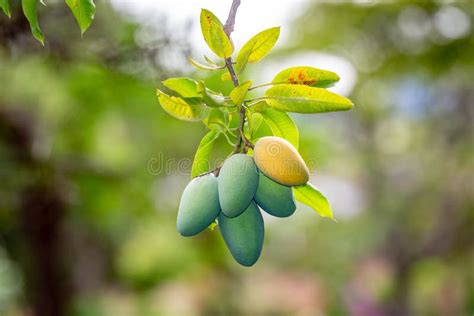 Tropical Mango Fruit Numerous on the Tree in Harvest Season, Known As ...