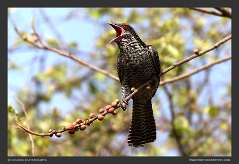 Koyal Female Koushik Bhattacharyas Birds And Wildlife Photography