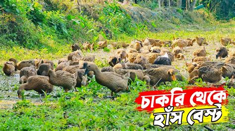 জীবনে আর কখনো চাকরি করব না হাঁস থেকে মাসিক আয় লাখ টাকার উপরে