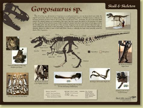 Gorgosaurus – Black Hills Institute