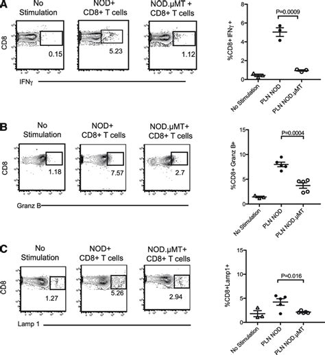 B Cells Engender The Cytotoxic Differentiation Of Self Reactive Cd8 T