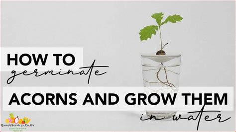 Step By Step Guide How To Grow An Acorn In Water June 2024