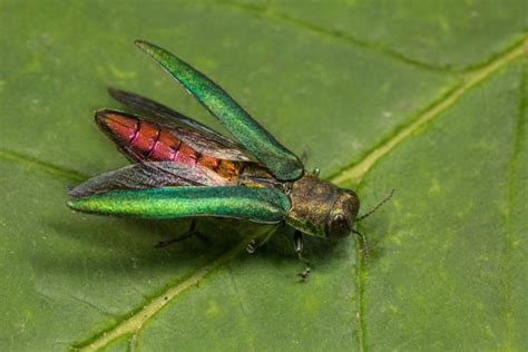 UK Scientists Develop Synthetic Sex Pheromone For Managing Ash Beetle