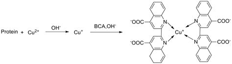 High Affinity And Specificity Bca Protein Colorimetric Assay Kit E Bc