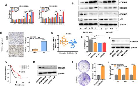 Cdkn A Is A Potential Tumor Suppressor Gene In Sclc A And B