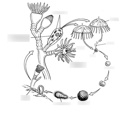 Gen Bio 2 - Hydrozoa Life Cycle (Malloy) Diagram | Quizlet