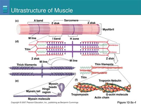 Ppt The Three Types Of Muscle Powerpoint Presentation Free Download