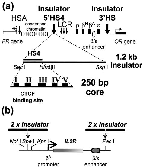 Position effect protection and enhancer blocking by the chicken β