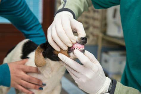 Ultrassom para Cachorro MEDICILAB DIAGNOSTICO VETERINÁRIO Laboratório