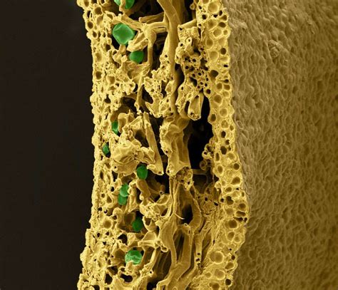 Biologie Des Lichens Symbiose Lich Nique Et Reproduction Dossier