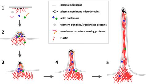 Filopodia Formation In Five Steps 1 Under Resting Conditions Actin