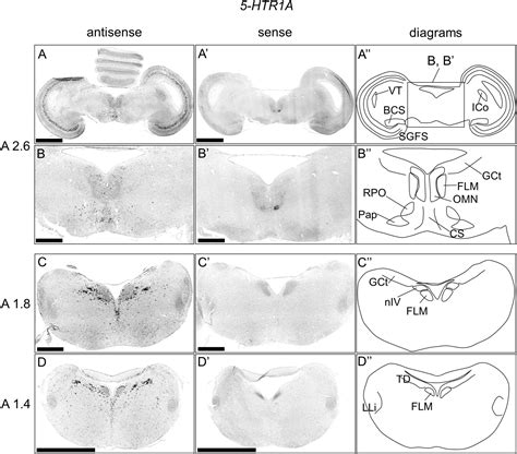 Frontiers Serotonergic Neurons In The Chick Brainstem Express Various Serotonin Receptor