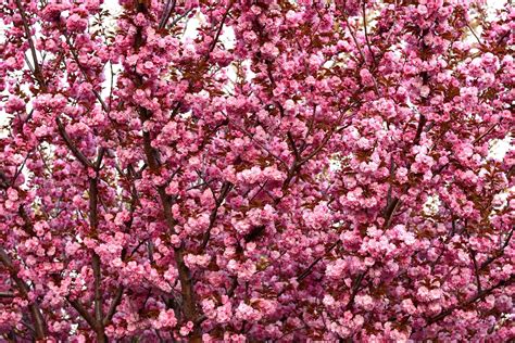 Kwanzan Cherry Tree Pink Flowering Tree 3 4 Ft Bonsai Tree Fast Growing