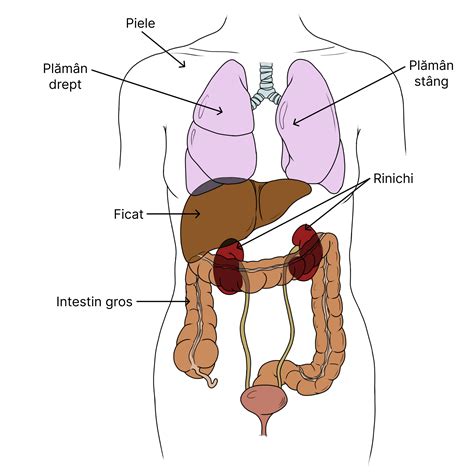 Sistemul Urinar Biologie Barron S Ginamed